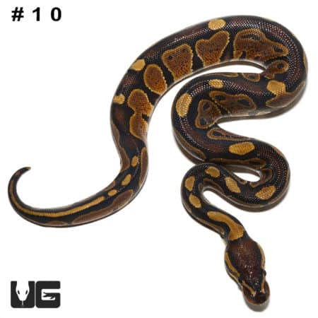 Baby Dinker Ball Pythons (Python regius) For Sale - Underground Reptiles