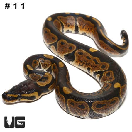 Baby Dinker Ball Python, vibrant patterned snake for reptile enthusiasts.