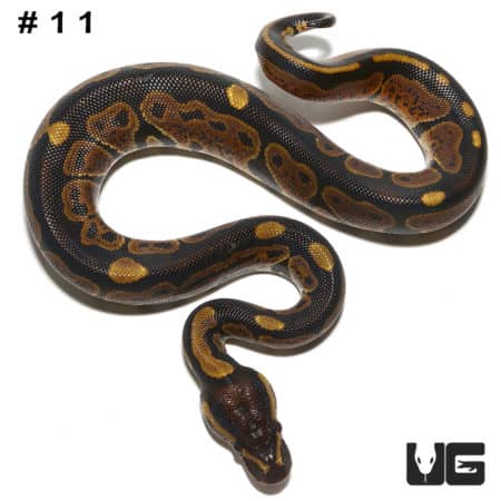 Baby Dinker Ball Pythons (Python regius) For Sale - Underground Reptiles