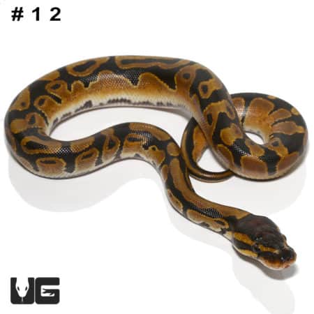 Baby Dinker Ball Python, vibrant patterned snake for reptile enthusiasts.