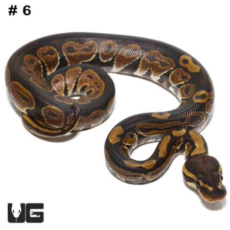Baby Dinker Ball Pythons (Python regius) For Sale - Underground Reptiles