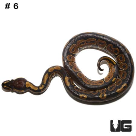 Baby Dinker Ball Pythons (Python regius) For Sale - Underground Reptiles