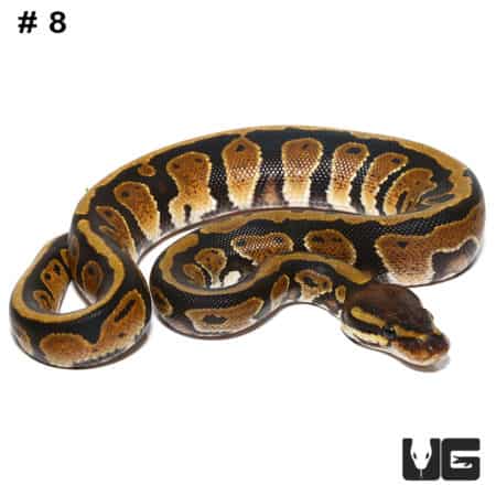 Baby Dinker Ball Pythons for sale at Underground Reptiles. Perfect for reptile enthusiasts and colle.