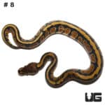 Baby Dinker Ball Pythons (Python regius) For Sale - Underground Reptiles