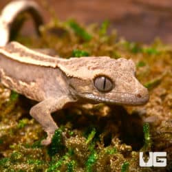 Baby Empty Back Patrial Pinstripe Crested Geckos (Correlophus ciliatus) For Sale - Underground Reptiles