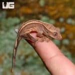 Baby Empty Back Patrial Pinstripe Crested Geckos (Correlophus ciliatus) For Sale - Underground Reptiles
