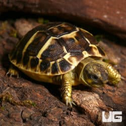 Baby Hermann's Tortoises (Testudo hermanii boettgeri) For Sale - Underground Reptiles