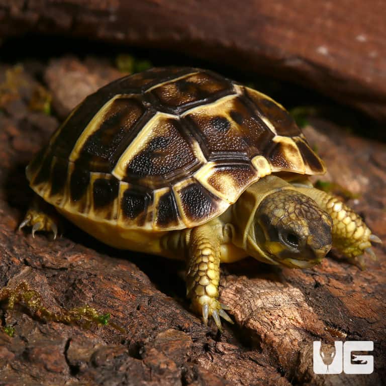 Baby Hermann's Tortoise For Sale - Underground Reptiles