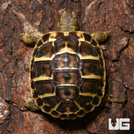 Baby Hermann's Tortoises (Testudo hermanii boettgeri) For Sale - Underground Reptiles