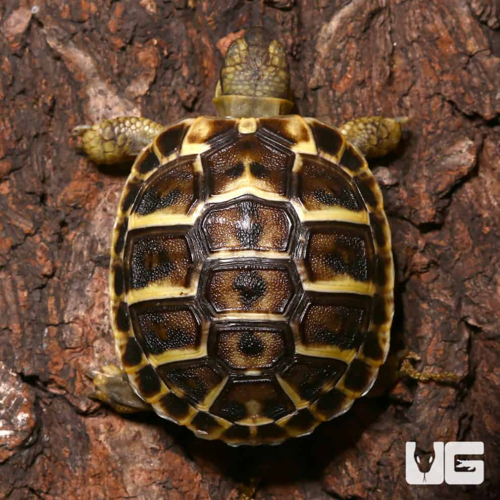 Baby Hermann's Tortoise For Sale - Underground Reptiles