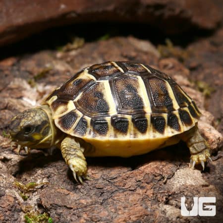 Baby Hermann's Tortoises (Testudo hermanii boettgeri) For Sale - Underground Reptiles