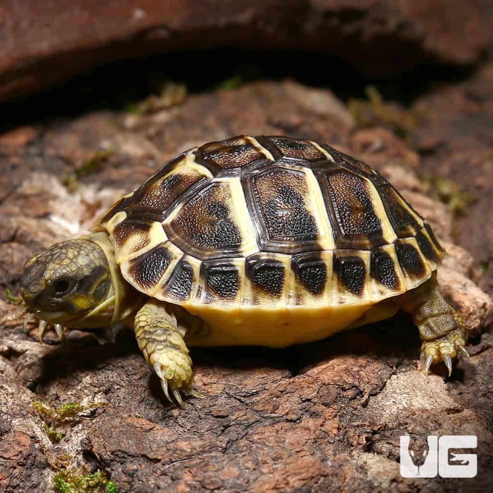 Baby Hermann's Tortoise For Sale - Underground Reptiles