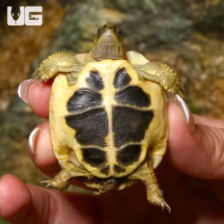 Close-up of a Tuscan Western Hermann's Tortoise held in hand, showcasing its distinctive shell patte.