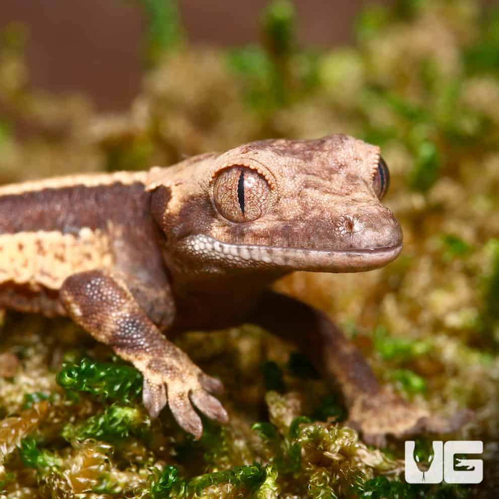 Baby Pinstripe Crested Geckos For Sale - Underground Reptiles