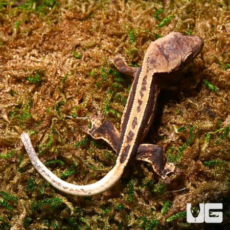 High contrast pinstripe crested gecko on mossy substrate.