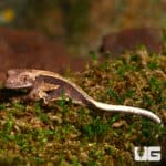 Baby High Contrast Pinstripe Whitewall Crested Geckos (Correlophus ciliatus) For Sale - Underground Reptiles