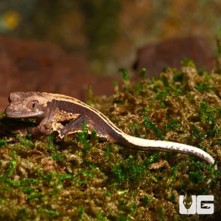 Baby High Contrast Pinstripe Whitewall Crested Geckos (Correlophus ciliatus) For Sale - Underground Reptiles