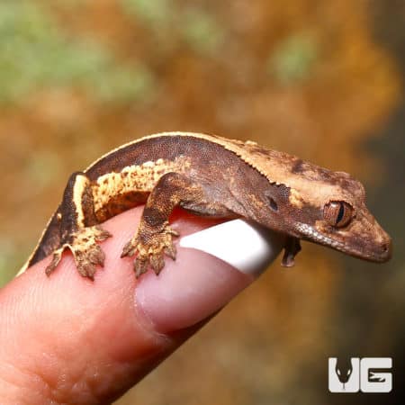 High contrast pinstripe crested gecko on a person's finger, showcasing vibrant colors and unique mar.