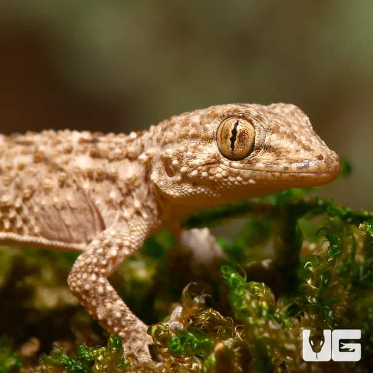 Crocodile Gecko For Sale - Underground Reptiles