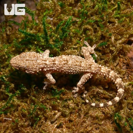 Baby Crocodile Gecko on natural habitat with moss and soil.