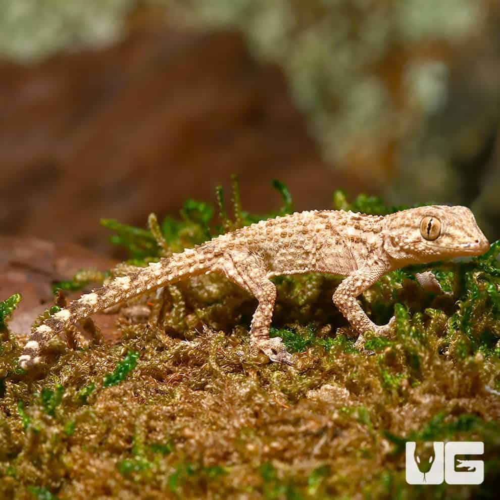Crocodile Gecko For Sale Underground Reptiles