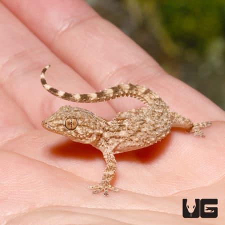 Crocodile Geckos (Tarentola mauritanica) For Sale - Underground Reptiles