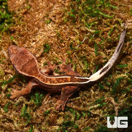 Baby orange and brown crested gecko on mossy ground, partial pinstripe pattern visible.