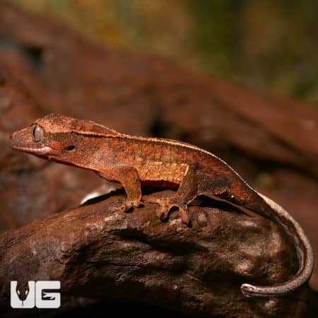 Baby Orange Base Reverse Patrial Pinstripe Empty Back Crested Geckos (Correlophus ciliatus) For Sale - Underground Reptiles