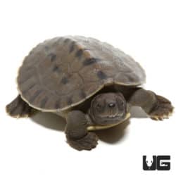 Baby Painted River Terrapin Turtles (Batagur borneoensis) For Sale - Underground Reptiles