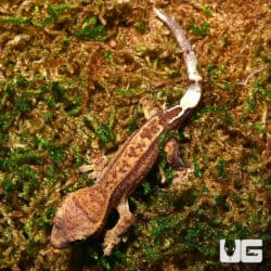 Baby Reverse Partial Pinstripe Phantom Crested Geckos For Sale - Underground Reptiles