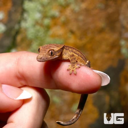 Baby Reverse Partial Pinstripe Phantom Crested Gecko on a person's finger.