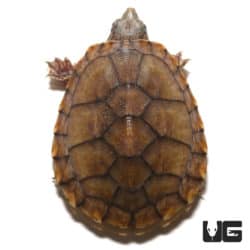 Baby Tiger Musk Turtles (Sternotherus carinatus) For Sale - Underground Reptiles