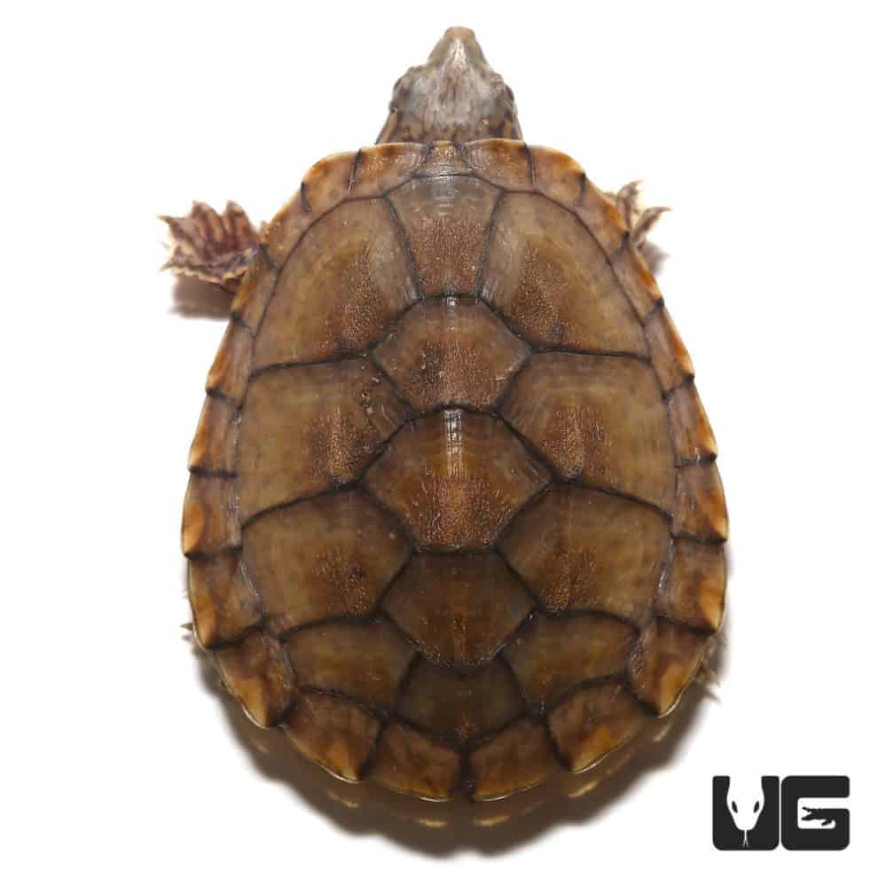 Baby Razorback Musk Turtles For Sale - Underground Reptiles