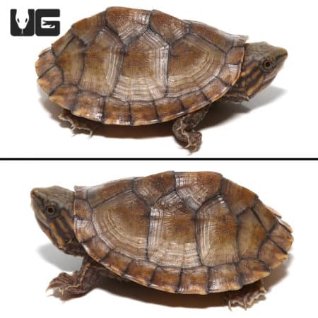 Baby Tiger Musk Turtles (Sternotherus carinatus) For Sale - Underground Reptiles