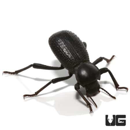 Black Death Feigning Beetle (Asbolus verrucosus) For Sale - Underground Reptiles