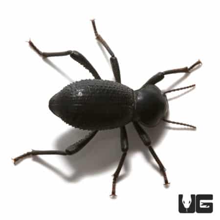 Feigning Beetle for Sale - Black Death Feigning Beetle.