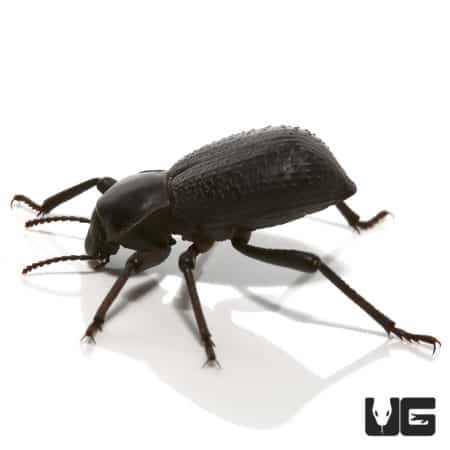 Black Death Feigning Beetle, a realistic insect replica for reptile enclosures.