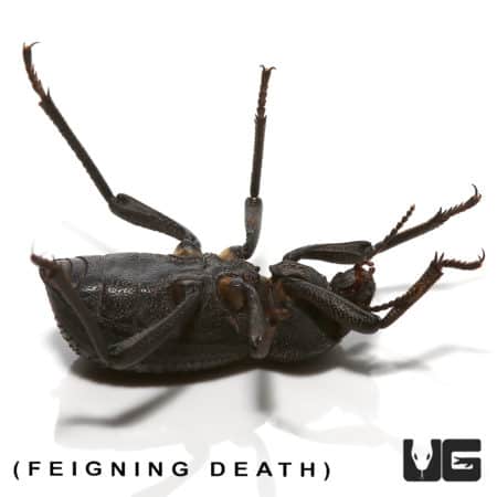 Feigning Death Beetle for Sale - Unique Reptile Pets.