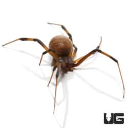 Brown Widow Spiders For Sale - Underground Reptiles