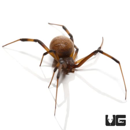 Brown Widow Spiders (Latrodectus geometricus) For Sale - Underground