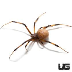 Brown Widow Spiders For Sale - Underground Reptiles