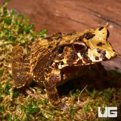 Solomon Island Eyelash Frogs (Ceratobatrachus guentheri) For Sale - Underground Reptiles