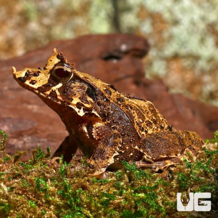 Solomon Island Eyelash Frogs (Ceratobatrachus guentheri) For Sale - Underground Reptiles