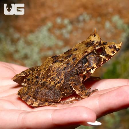 Dead Leaf Solomon Island Eyelash Frog perched on a hand, camouflaged with leaf-like appearance.