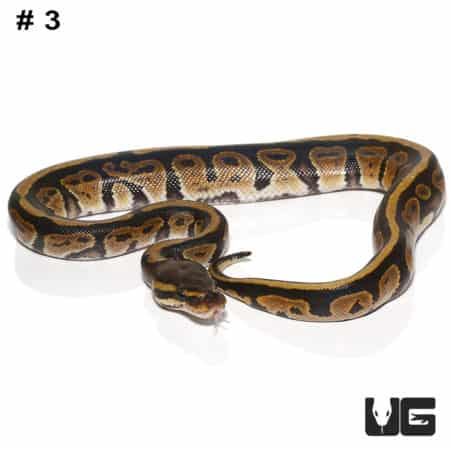 Baby Dinker Ball Pythons (Python regius) For Sale - Underground Reptiles