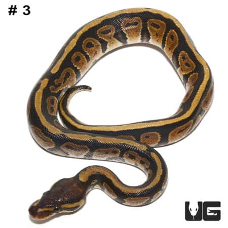 Baby Dinker Ball Pythons (Python regius) For Sale - Underground Reptiles