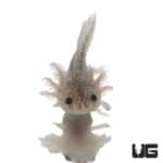 Leucistic Axolotls (Ambystoma mexicanum) For Sale - Underground Reptiles