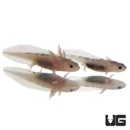 Leucistic Axolotls (Ambystoma mexicanum) For Sale - Underground Reptiles