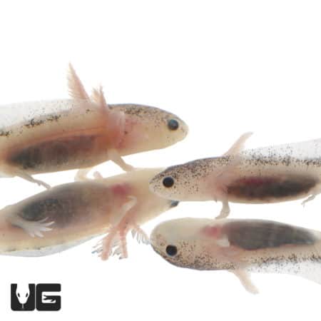 Axolotl with speckled leucistic coloration, showcasing unique skin patterns.