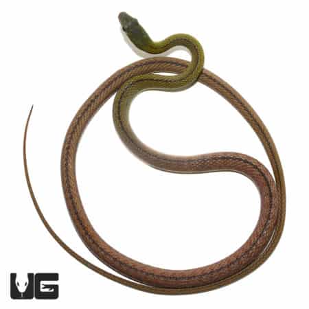 Emerald Striped Racer Snake in natural pose, showcasing vibrant green and brown markings.